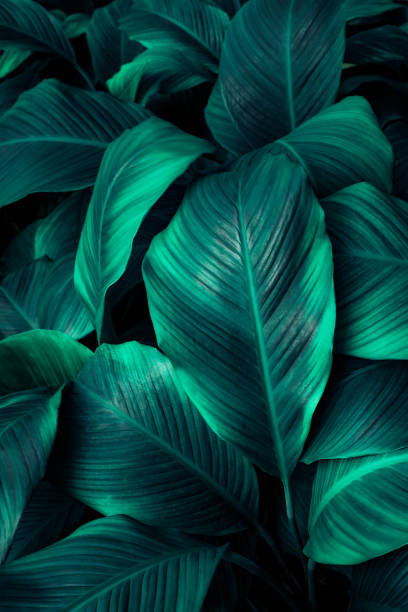 istock tropical leaves, abstract green leaves texture, nature background 1338082330
