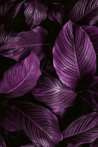 istock tropical leaves, abstract green leaves texture, nature background 1338082336