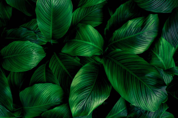 istock tropical leaves, abstract green leaves texture, nature background 1338082380