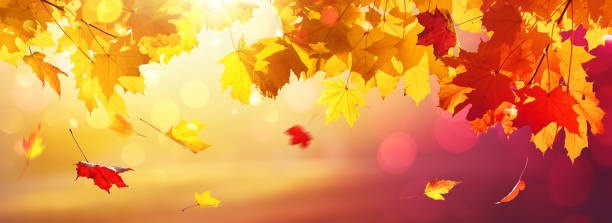 istock Colorful Background. Falling Autumn Maple Leaves 1338082385