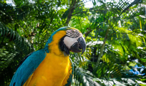 istock Blue and yellow macaw tropical bird portrait 1338083932