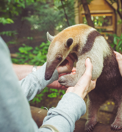 A person handles an anteater