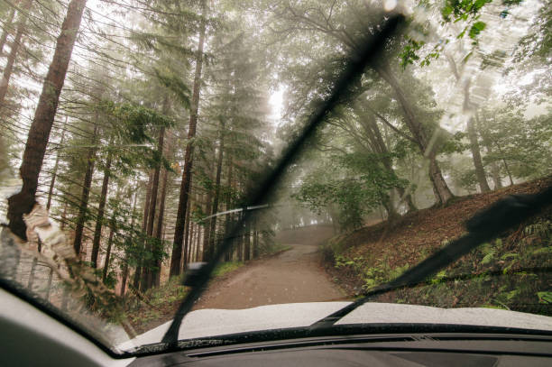 istock Car on a forest road on a rainy day 1338084982