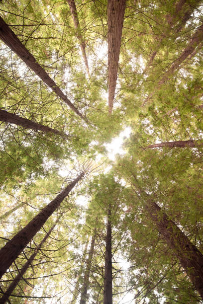 istock Redwood forest as seen from below 1338085160