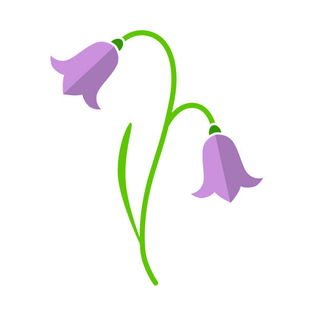 цветок колокольчика на белом фоне. плоский дизайн. - campanula stock illustrations