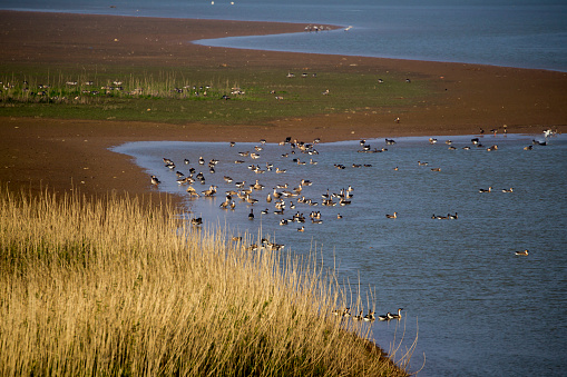 Migratory Bird Habitat in Poyang Lake, Jiangxi, China