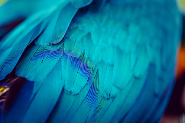 Texture and color in a tropical bird