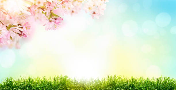 istock Pink cherry tree blossom flowers blooming in a green grass 1338087598