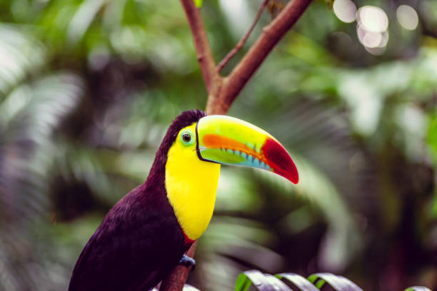 istock Wild tropical toucan in the jungle 1338087710