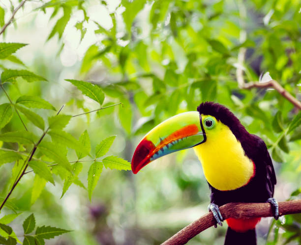 istock Wild tropical toucan in the jungle 1338087713