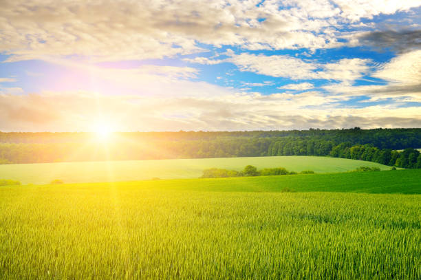 istock wheat field and bright sunrise over the horizon. 1338087856