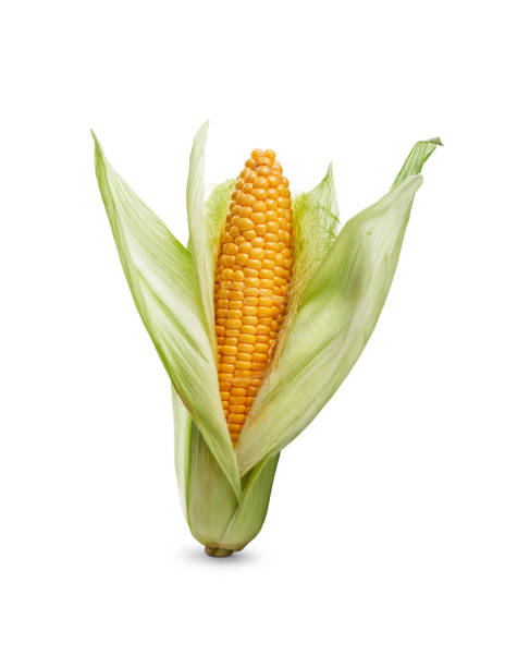 istock Golden ripe open corn on the cob, isolated against a white. 1338088012