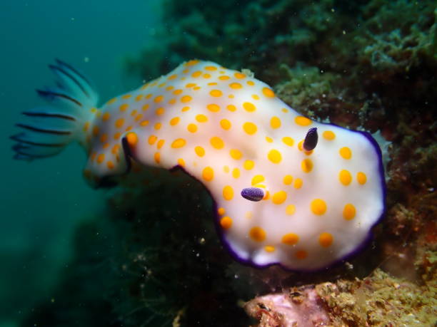 istock Hypselodoris Pulchella - Nudibranch 1338088071