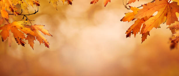 istock An autumn nature, fall background of blurred foliage. 1338088716