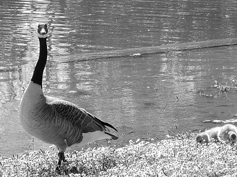 Canada goose and goslings in Verulamium Park, St Albans, Hertfordshire, England, UK.