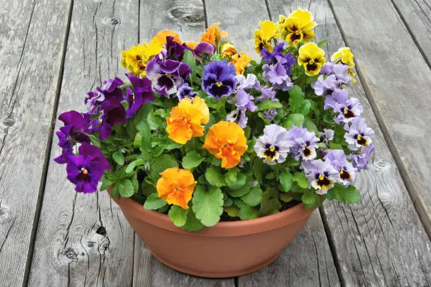 Closeup of flower planter containing an arrangement of multicolored pansy blossoms set against a background of weathered grey boards.