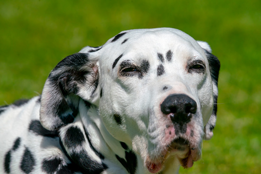 A sleepy Dalmatian with his eyes half closed against the bright sunshine on a sunny day in England.