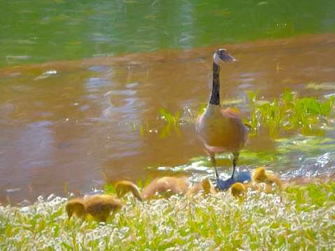 Canada goose and goslings in Verulamium Park, St Albans, Hertfordshire, England, UK. Post processed to give a painterly effect.