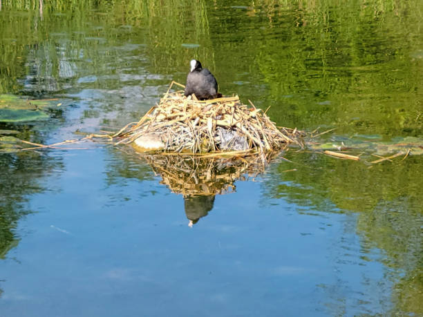 Coot on a nest in Verulamium Park, St Albans, Hertfordshire, England, UK.