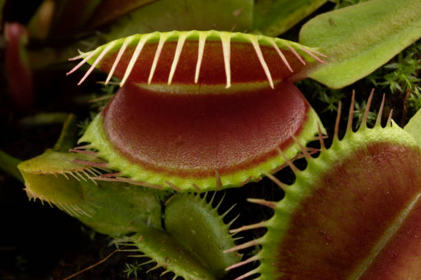 istock Venus flytrap, Dionaea muscipula, subtropical carnivorous plant 1338091061