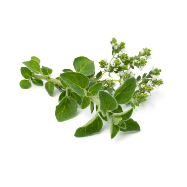 istock Fresh twig of oregano on white background 1338091534
