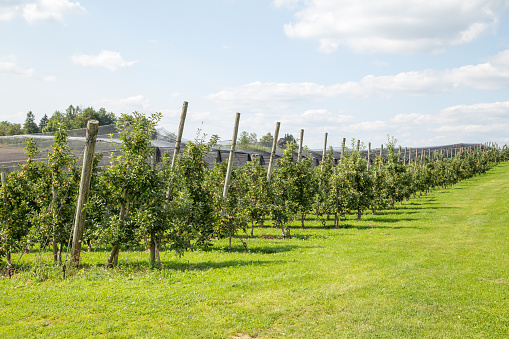 Abandoned apple garden in winter