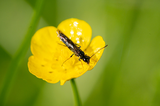 Black soldier fly, hermetia illucens, on vibrant buttercup flowers