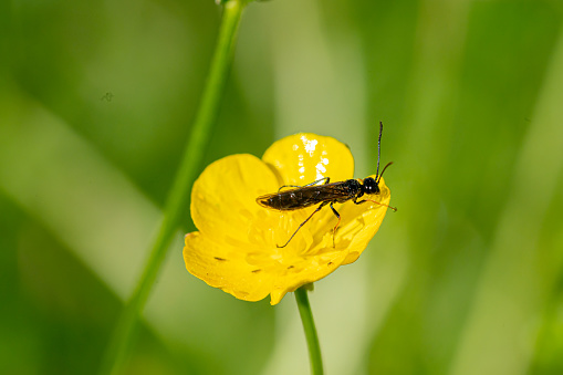 Black soldier fly, hermetia illucens, on vibrant buttercup flowers