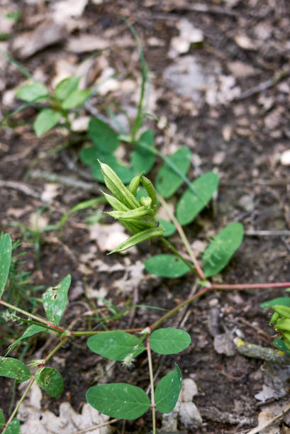 istock Astragalus glycyphyllos close up 1338094243