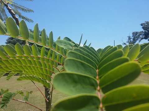 Close-up of leaves in park