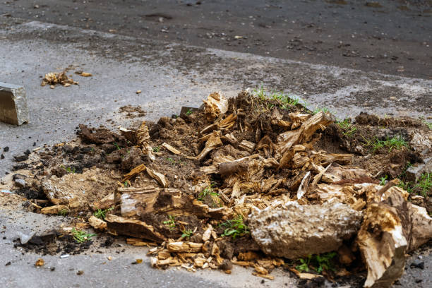 istock A destroyed stump from a tree next to an asphalt pavement. 1338095739