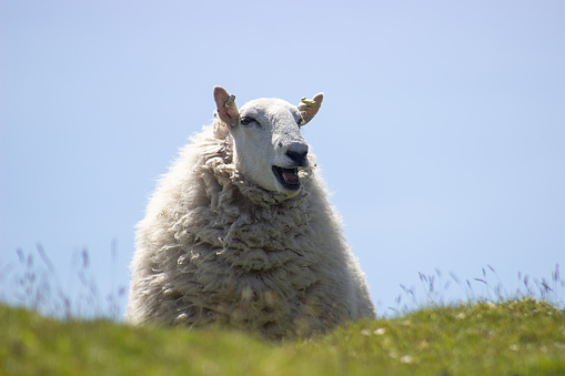 A rather cheerful looking sheep grazing