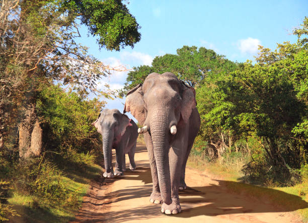 Two elephants on Yala National Park, Sri Lanka stock photo