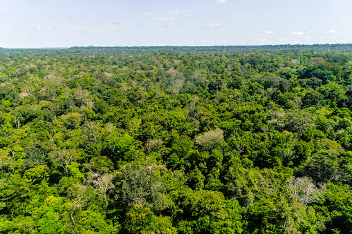 Aerial view of an Amazon rainforest canopy in Brazil.