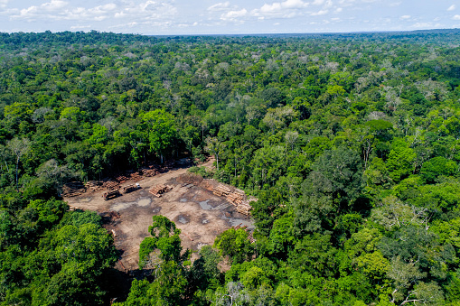 Aerial view of a log storage yard from authorized logging in an area of the brazilian Amazon rainforest.