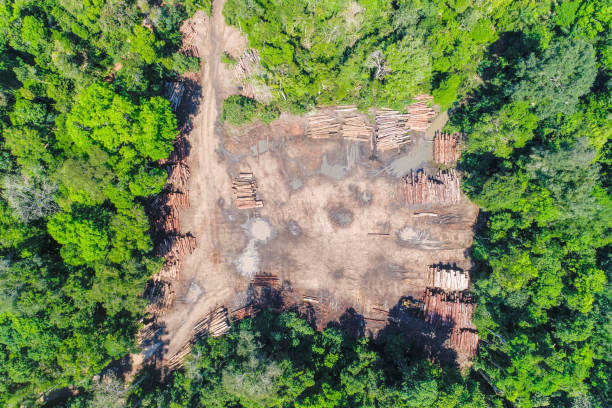 aerial view of a log storage yard - logging road imagens e fotografias de stock