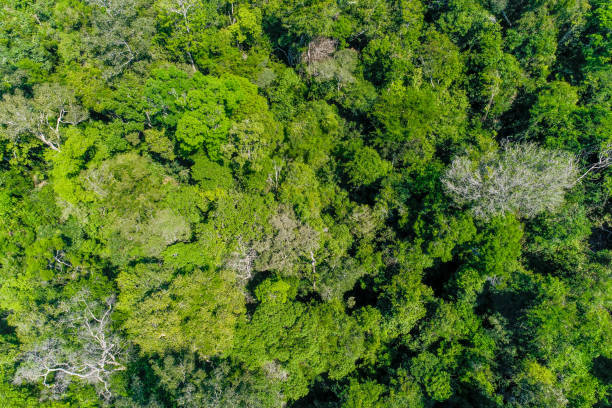 istock Aerial view of the Amazon rainforest 1338101428