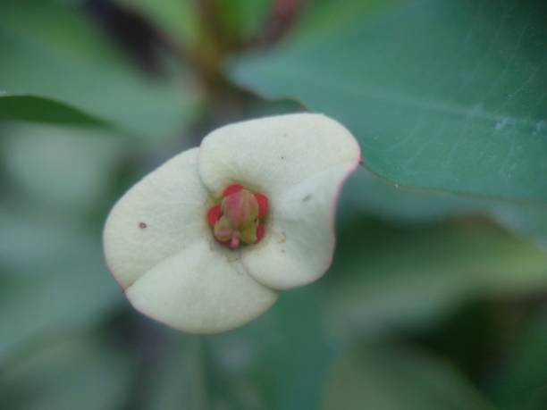 istock Beautiful Flower in The Garden 1338101733