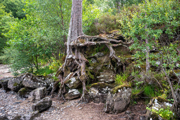 istock Exposed tree roots by Loch Eck, Cowal Peninsula, Scotland 1338101911