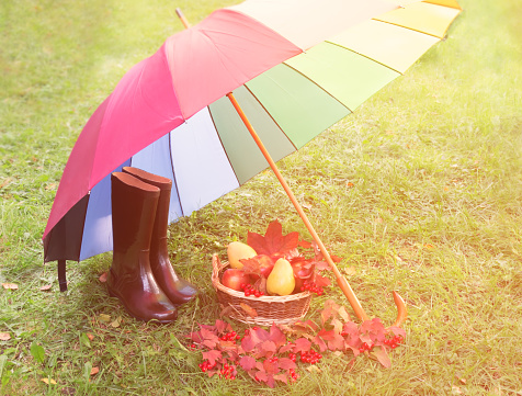 Rubber boots and wicker basket with fresh fruits and viburnum berries under colorful umbrella in green grass. Autumn maple leaves and viburnum berries near.
