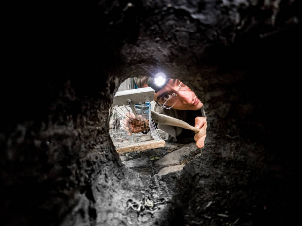 istock Mouse Point of view from a Hideout Looking to a Man setting up a Trap 1338104096