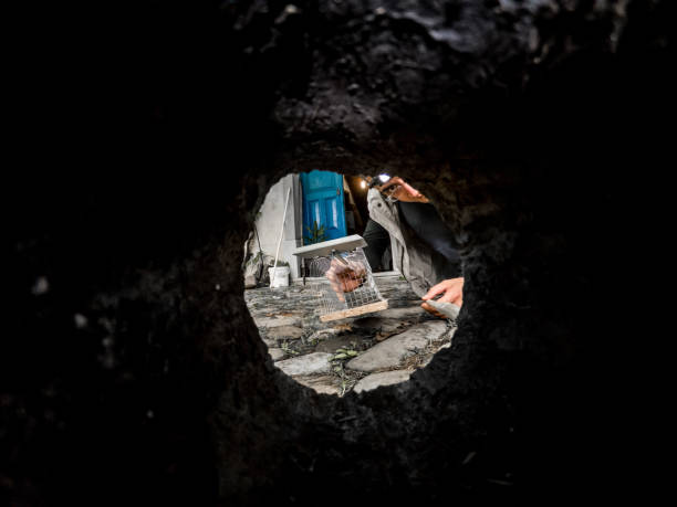 istock Young Man Setting up a Mouse trap in Front of a Rodent Hideout 1338104097