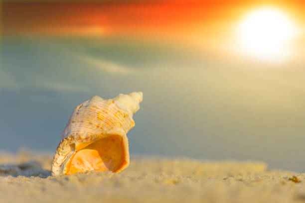 istock closeup marine shell lie on sandy sea beach at the sunset 1338106021