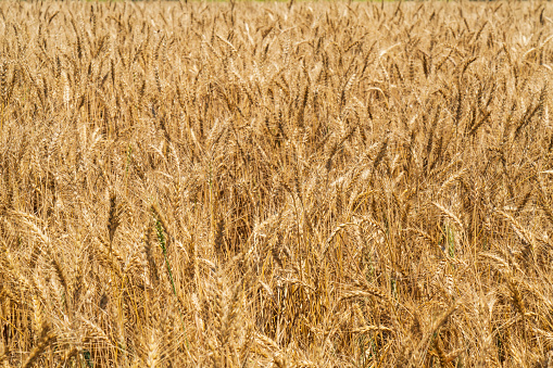 Wheat field textured