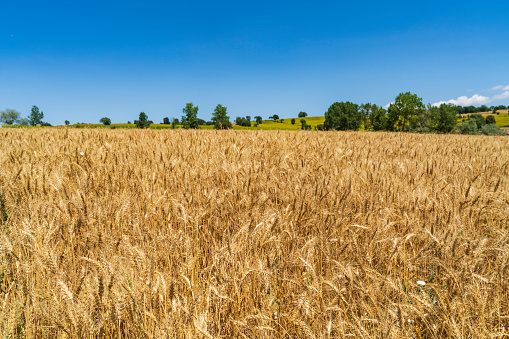 Wheat field as a background