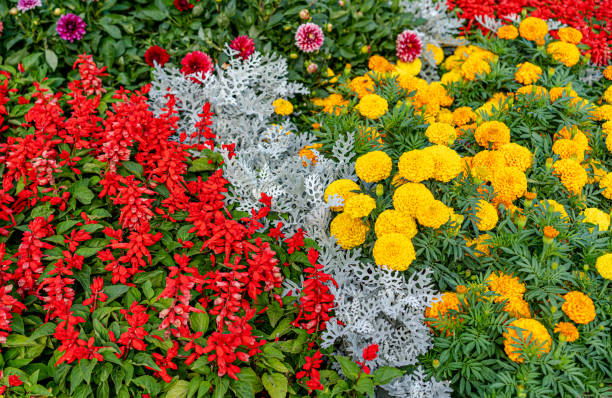 istock Flower bed with blooming flowers 1338108864