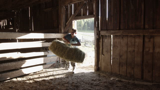 Pre-Adolescent Boy Carrying A Large Bale Of Hay Into A Stale In The Barn To Feed The Sheep