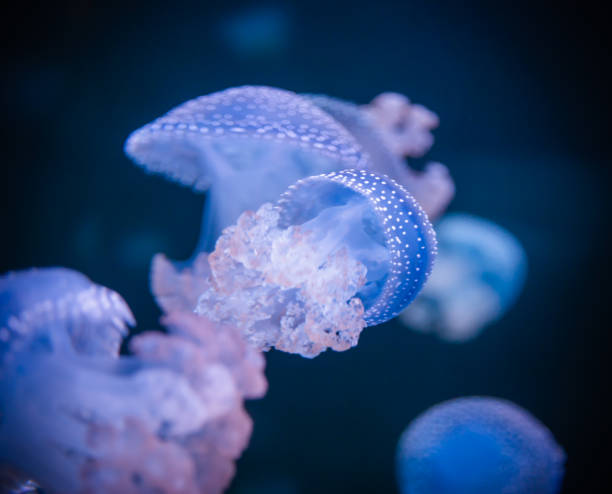 istock Portrait of blue jellyfish. 1338112244