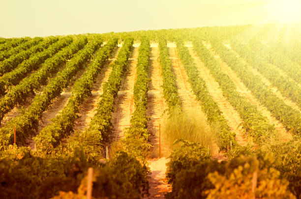 Landscape of vineyards in a beautiful sunset stock photo