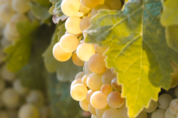 istock White grapes in the vineyard 1338112706